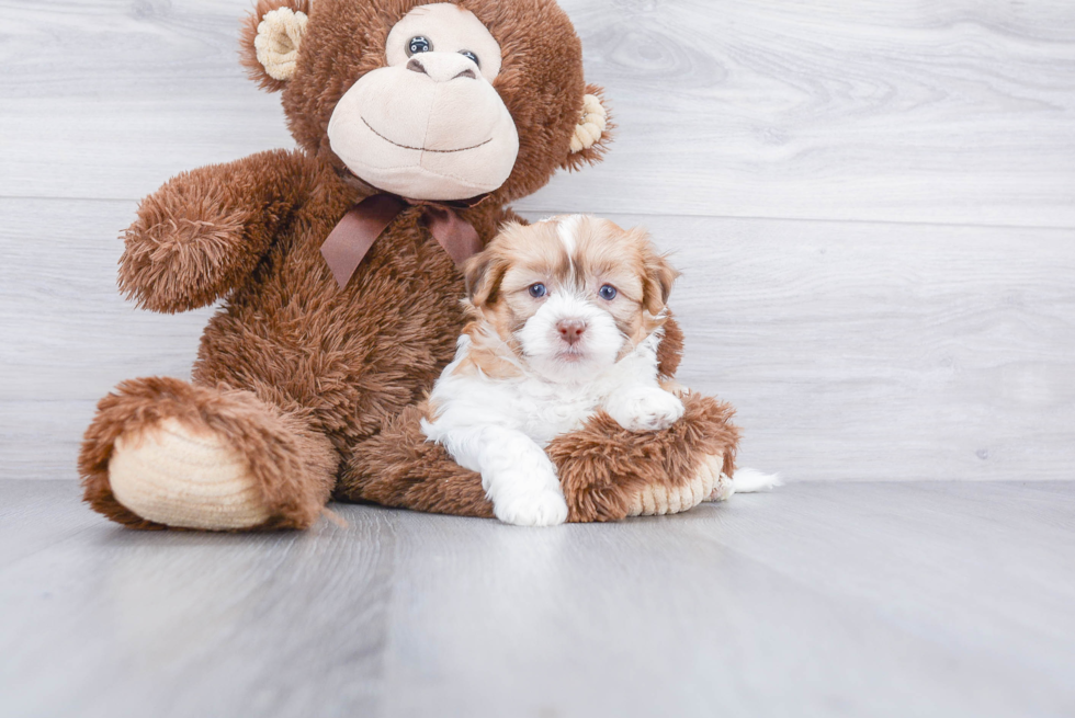 Teddy Bear Pup Being Cute