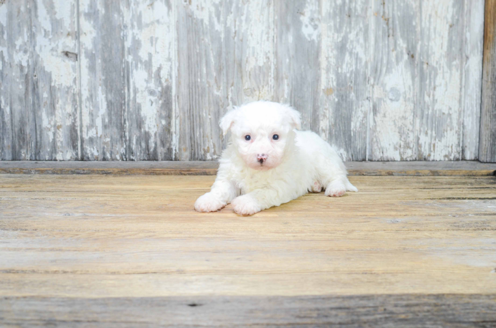 Best Maltipoo Baby