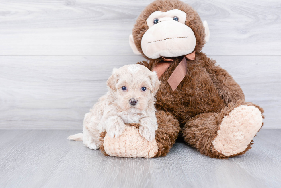 Popular Maltipoo Poodle Mix Pup