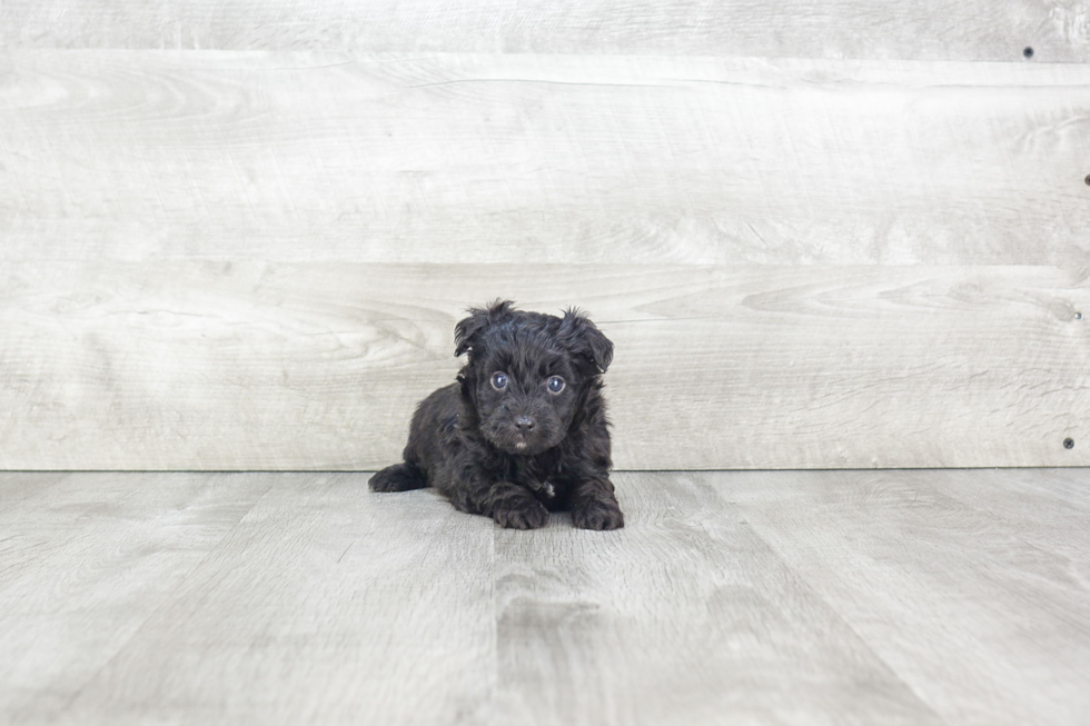 Energetic Aussiepoo Poodle Mix Puppy