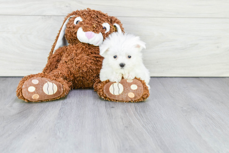 Maltese Pup Being Cute