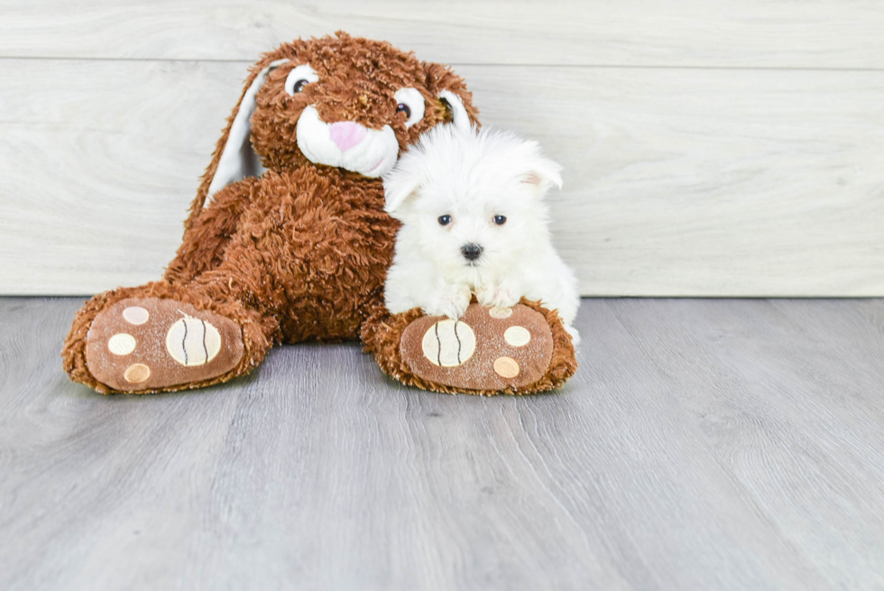 Maltese Pup Being Cute