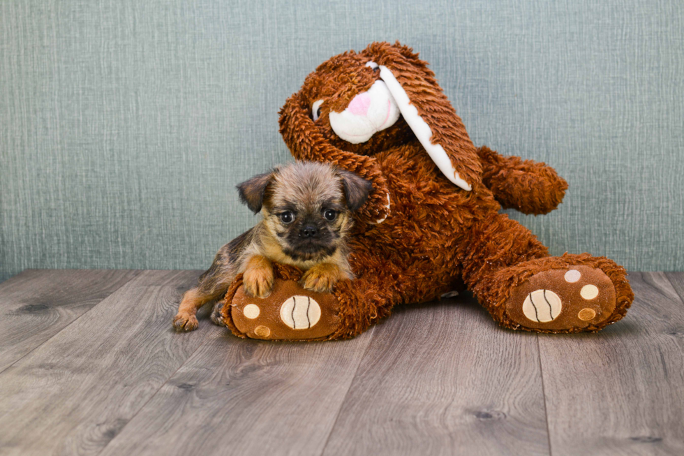 Brussels Griffon Pup Being Cute