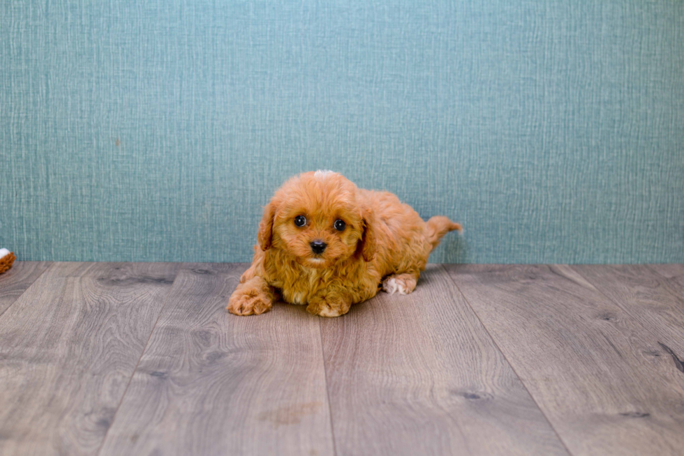 Fluffy Cavapoo Poodle Mix Pup