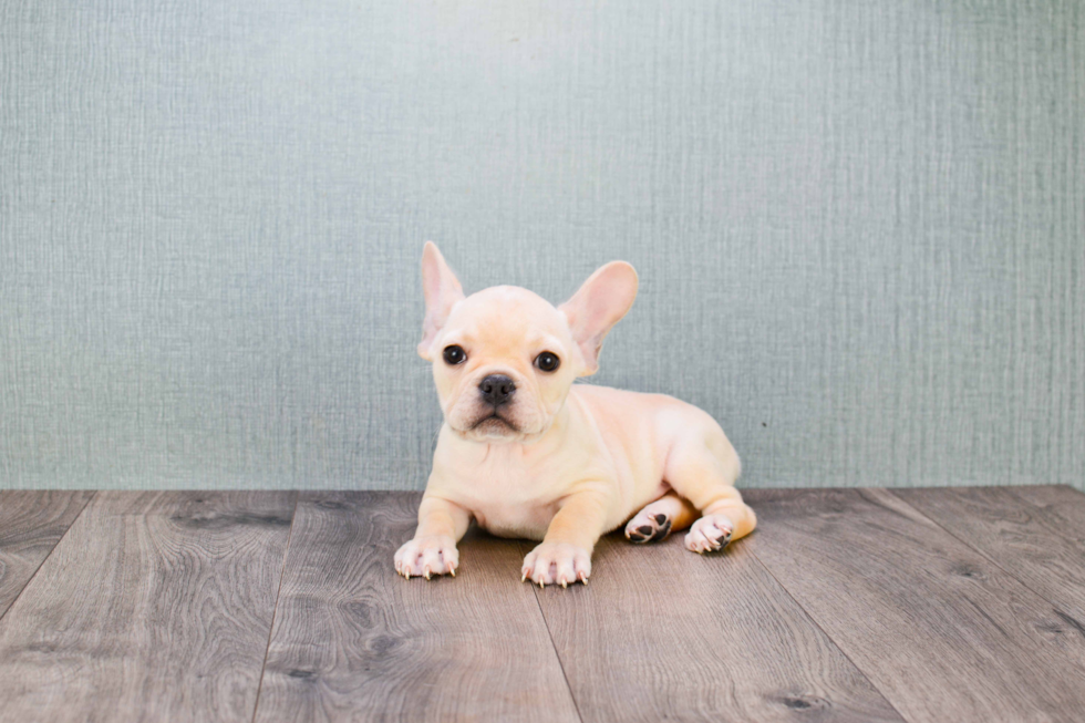 French Bulldog Pup Being Cute