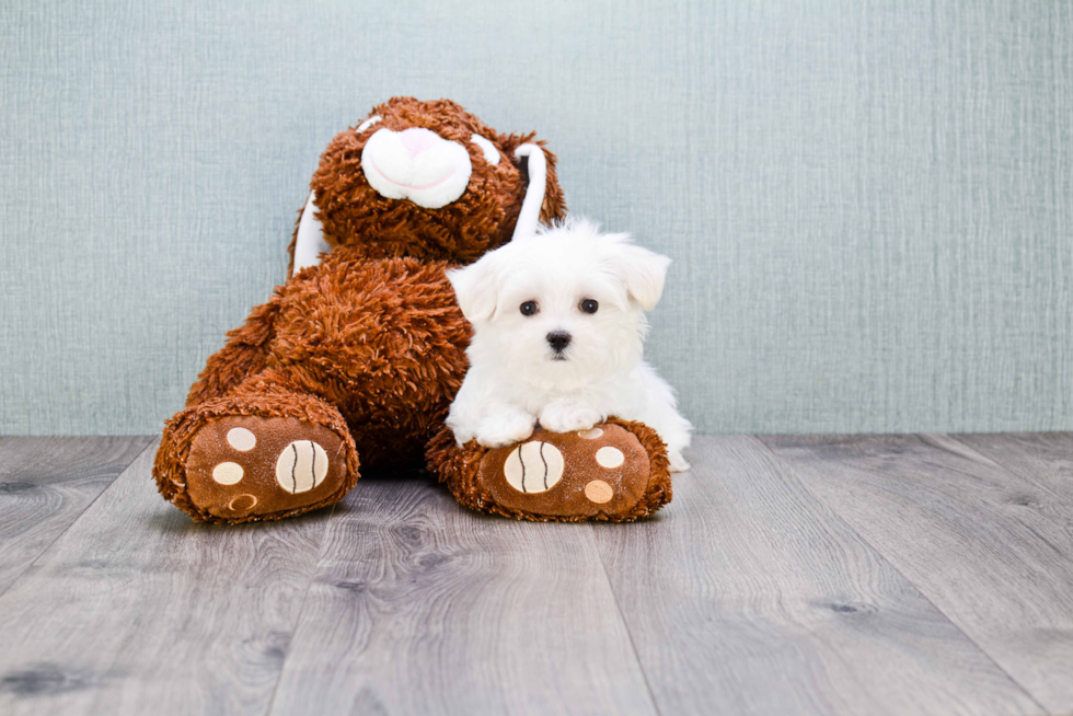 Maltese Puppy for Adoption