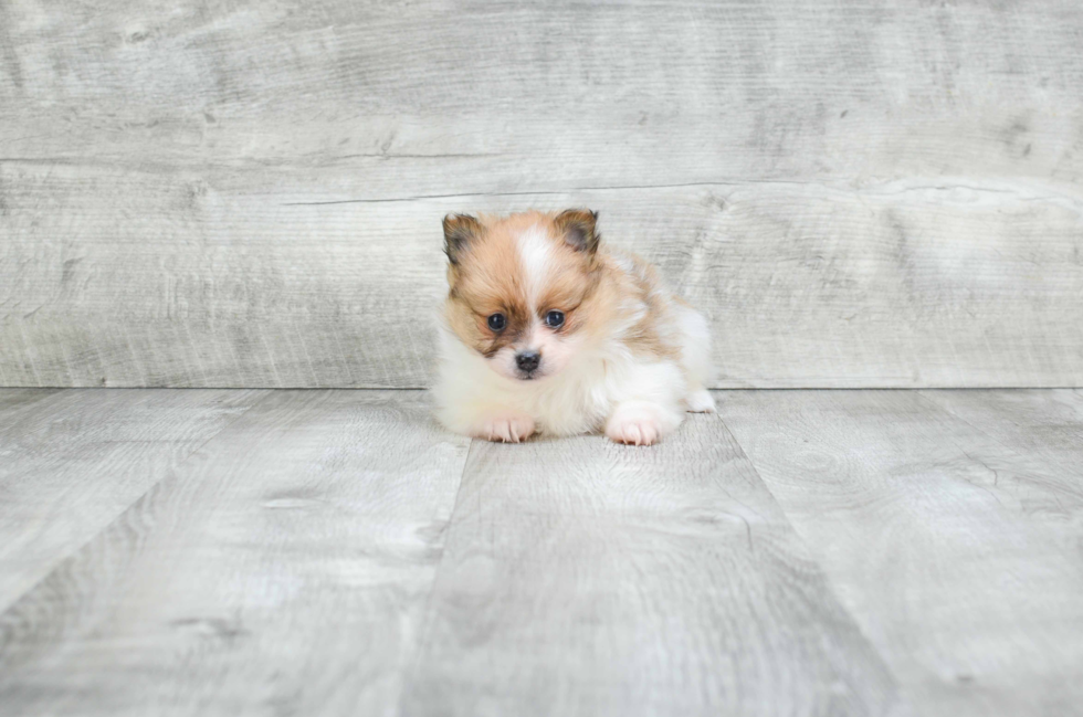 Popular Pomeranian Baby