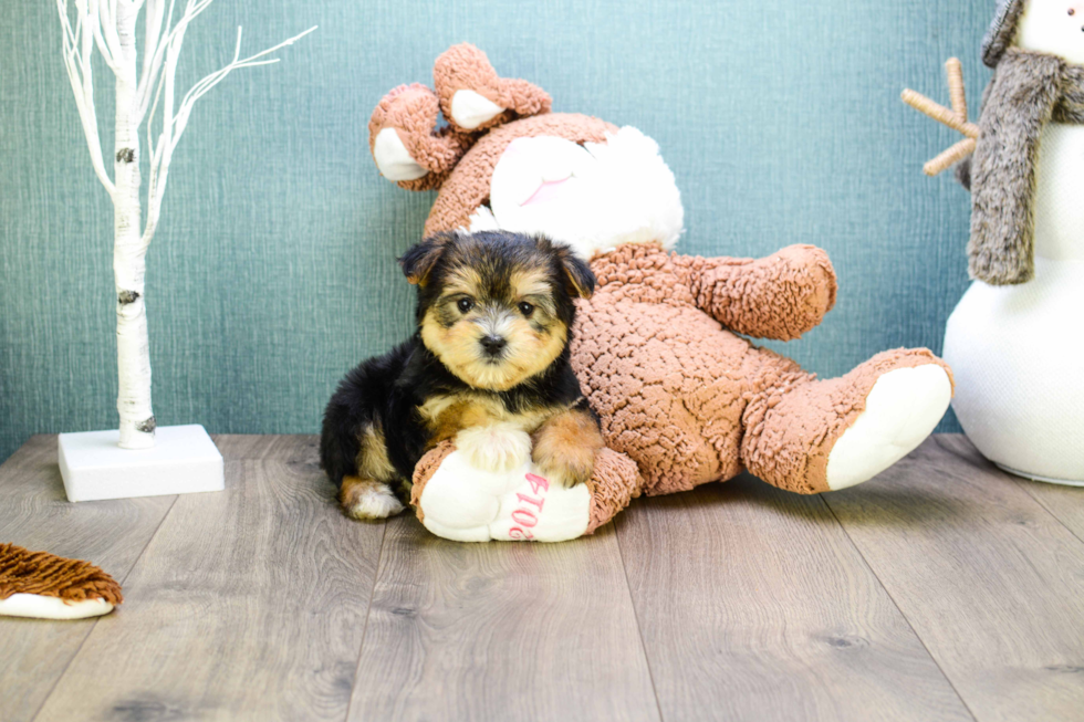 Best Morkie Baby