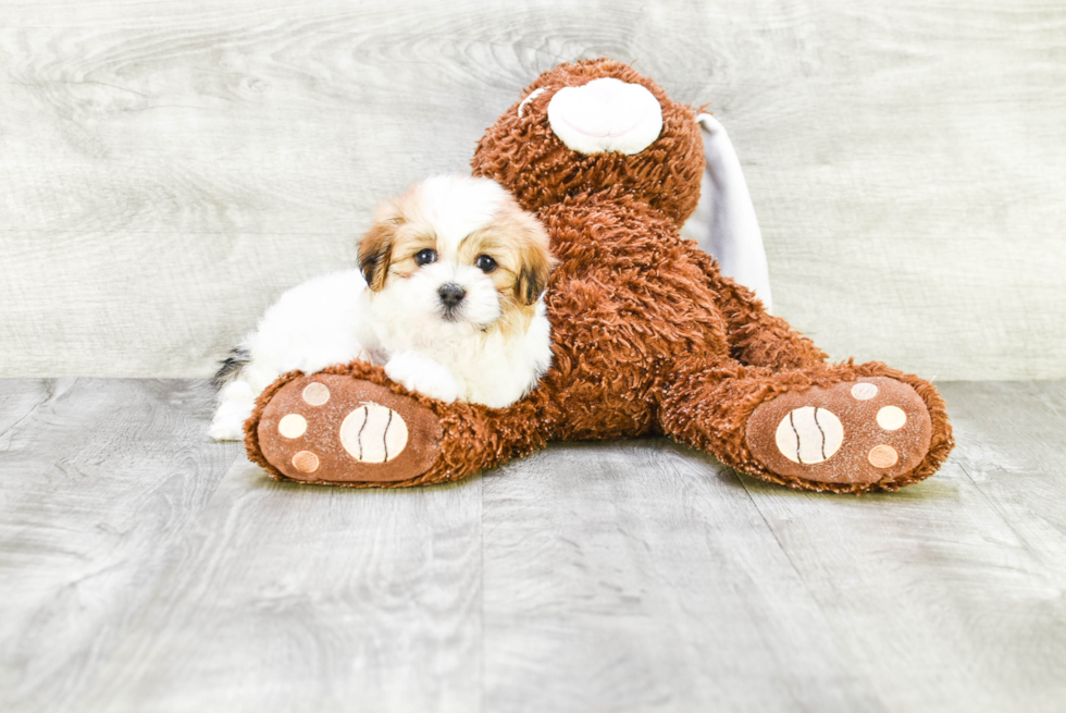 Fluffy Teddy Bear Designer Pup