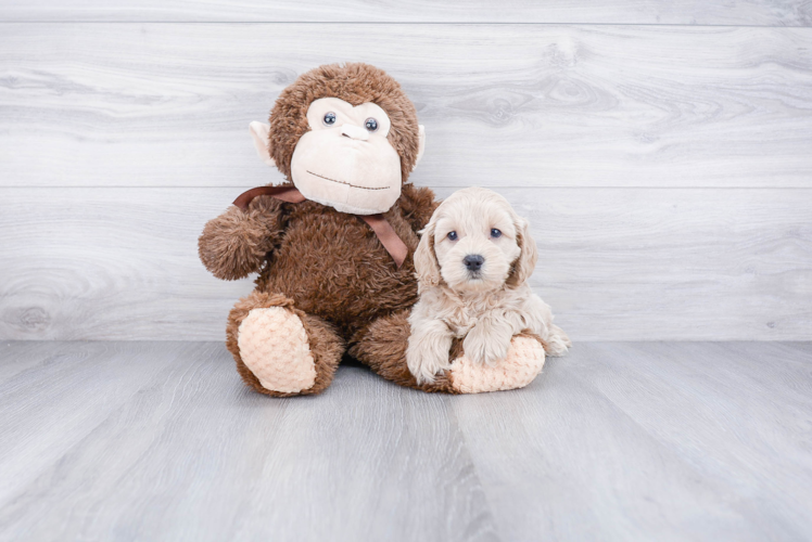 Popular Cockapoo Poodle Mix Pup