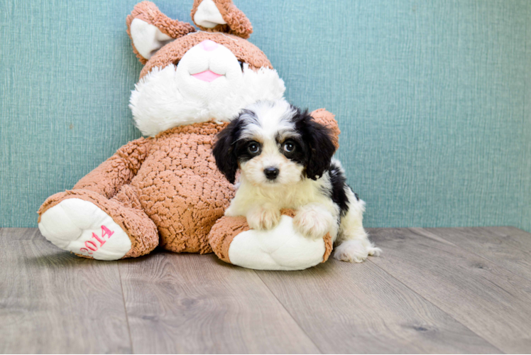 Hypoallergenic Cavalier Designer Puppy