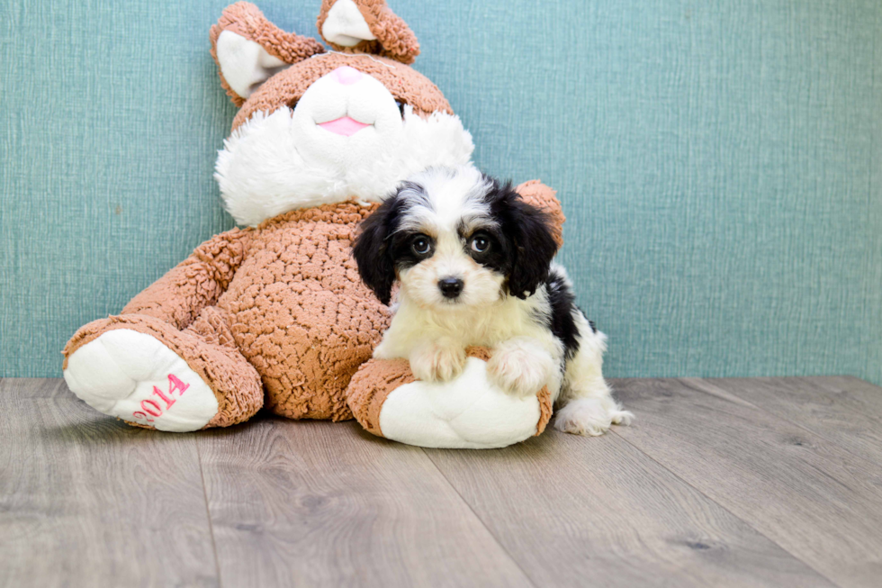 Hypoallergenic Cavalier Designer Puppy
