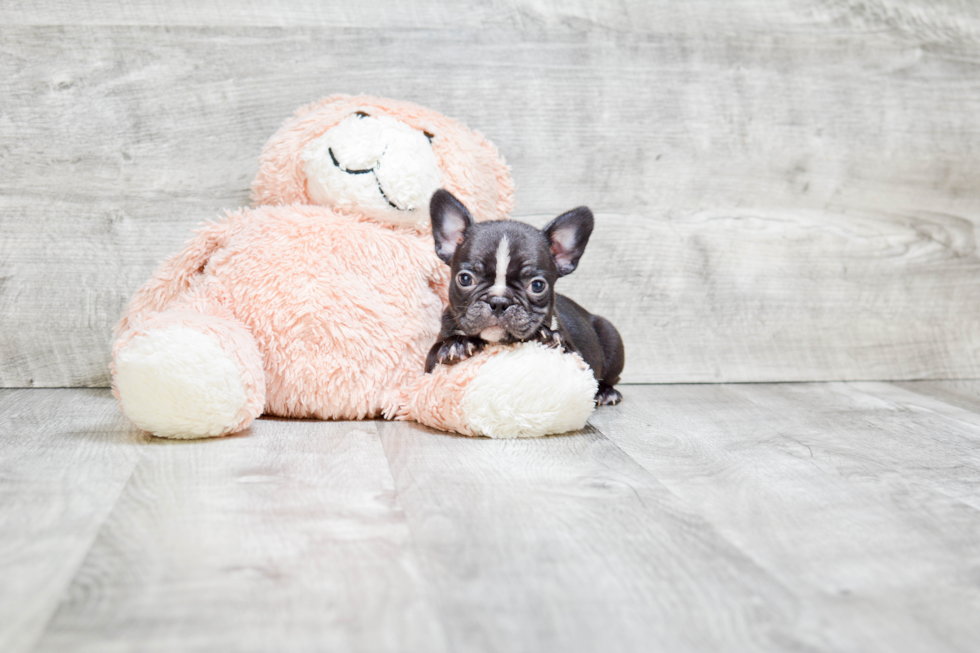 Hypoallergenic French Bulldog Purebred Pup