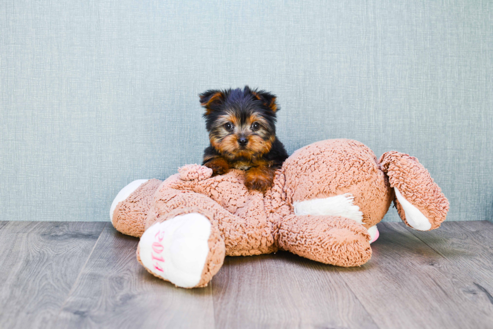 Meet Timmy - our Yorkshire Terrier Puppy Photo 