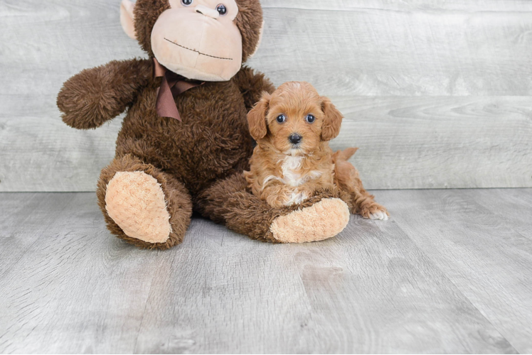Cavapoo Puppy for Adoption