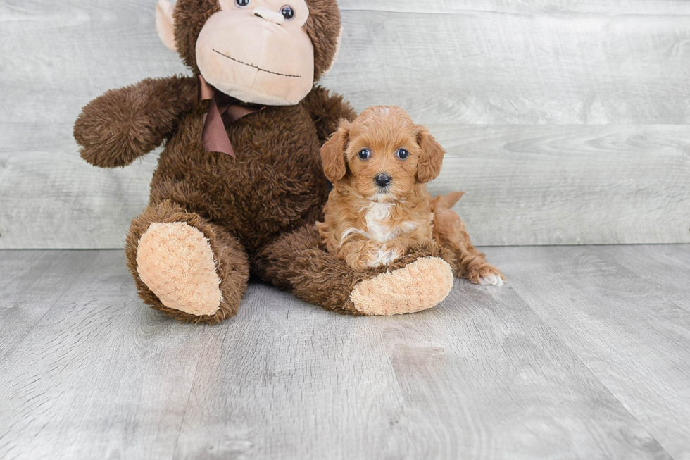 Cavapoo Puppy for Adoption