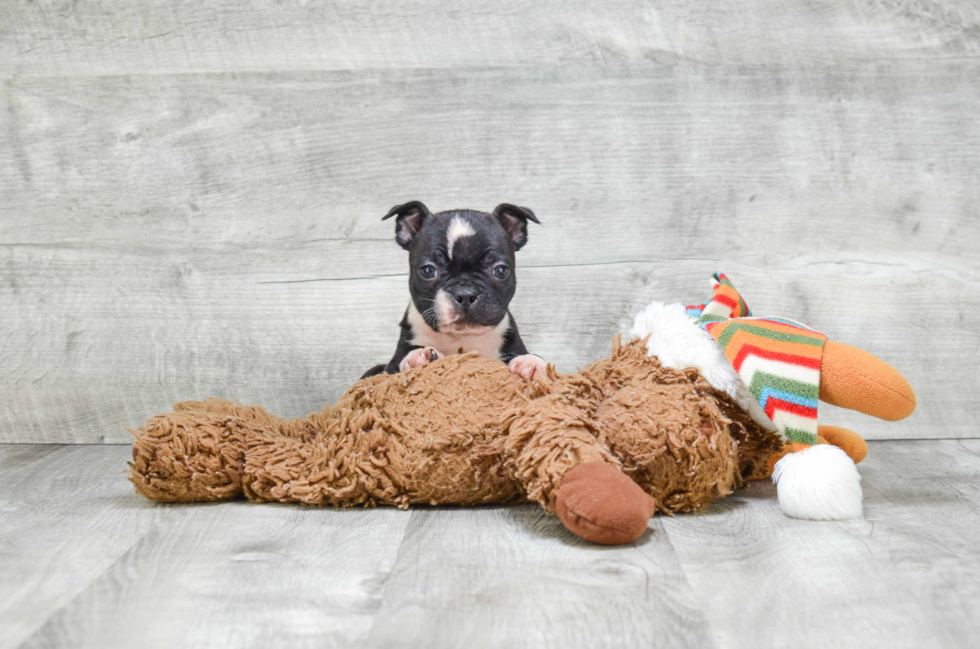 Boston Terrier Puppy for Adoption