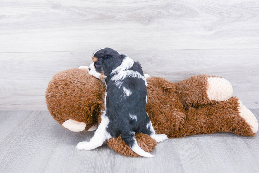 Smart Cavalier King Charles Spaniel Purebred Puppy