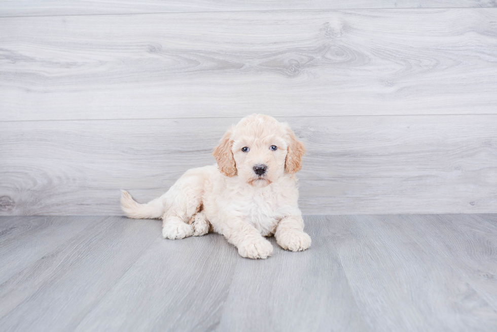 Mini Goldendoodle Pup Being Cute