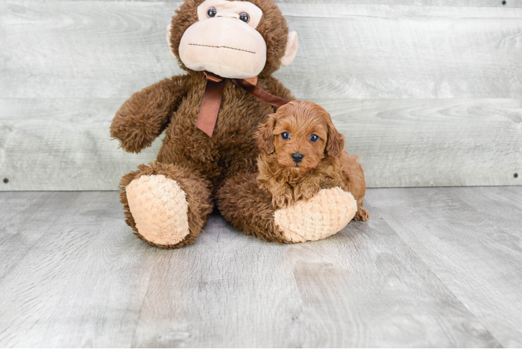 Adorable Cavoodle Poodle Mix Puppy