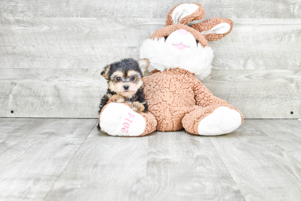 Hypoallergenic Yorkie Designer Puppy