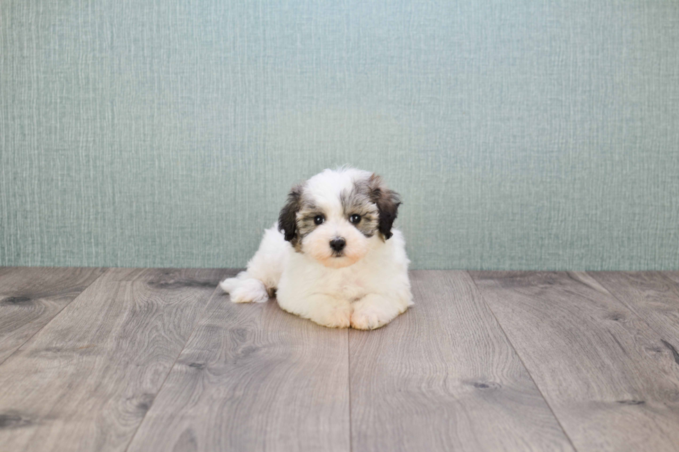 Teddy Bear Pup Being Cute