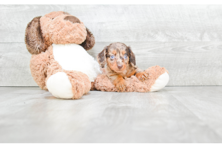 Cute Dachshund Purebred Puppy