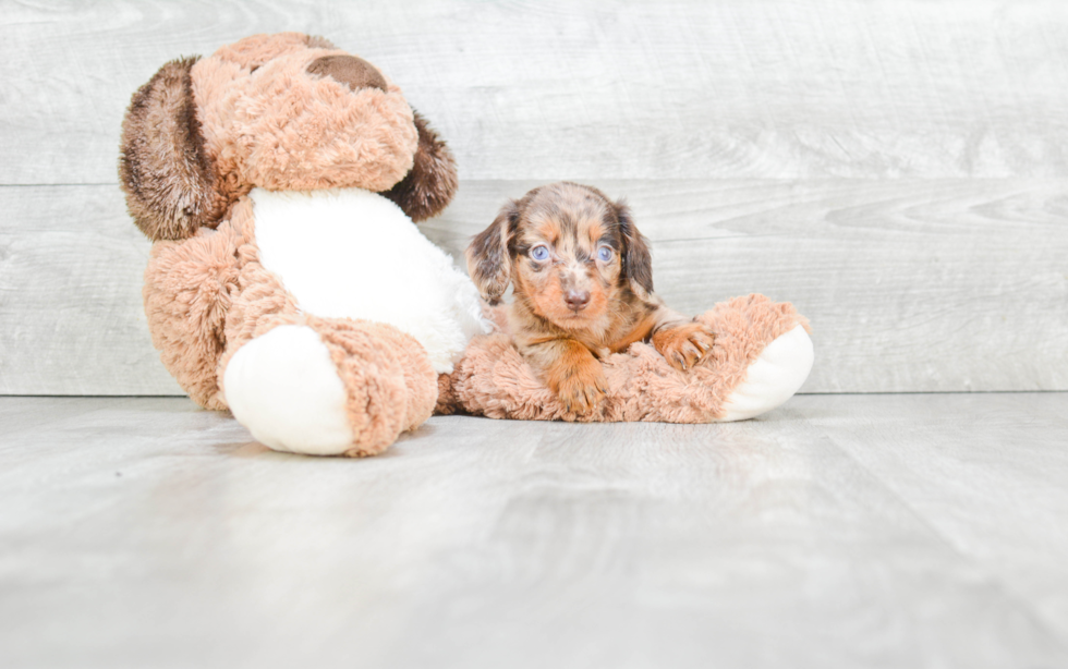 Cute Dachshund Purebred Puppy