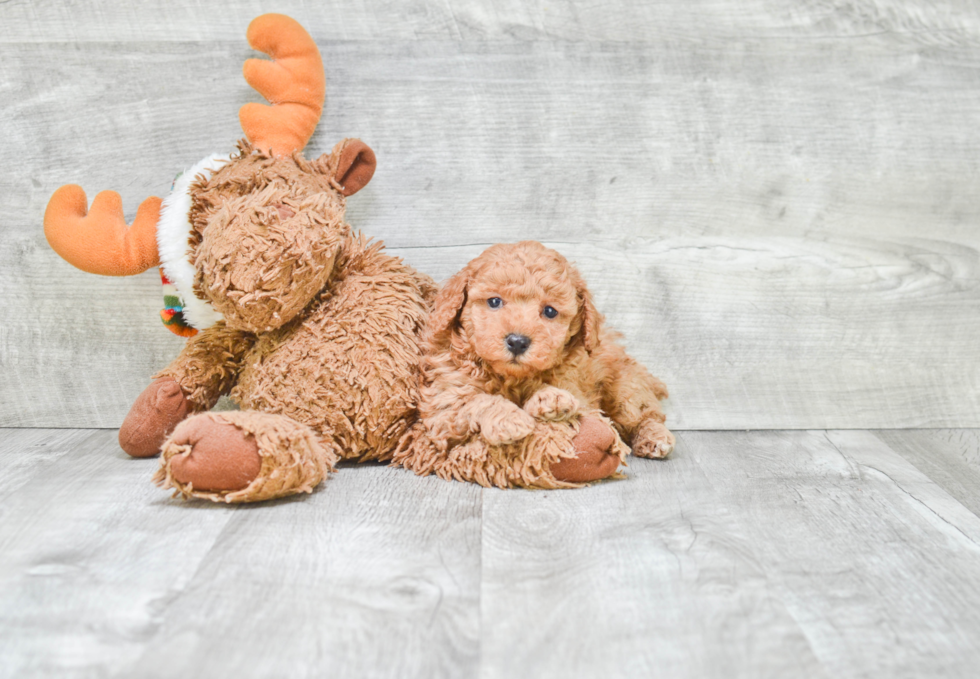 Hypoallergenic Poodle Baby