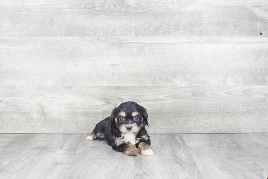 Cavachon Pup Being Cute