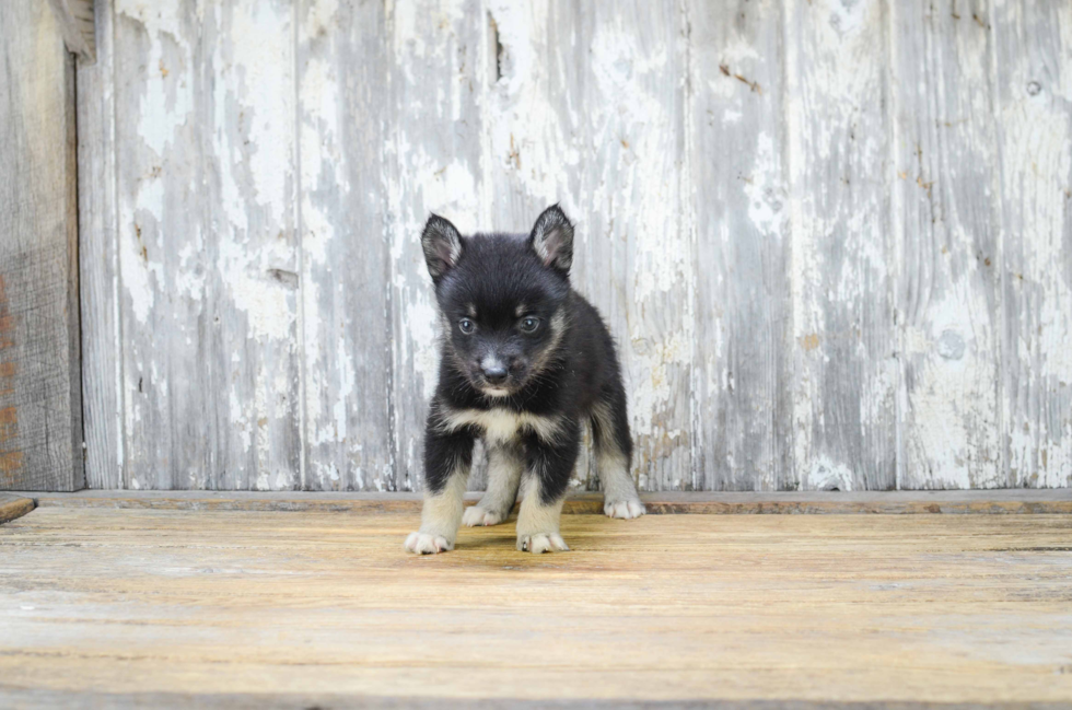 Hypoallergenic Mini Husky Designer Puppy