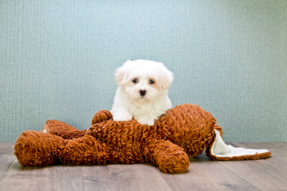 Best Maltese Baby