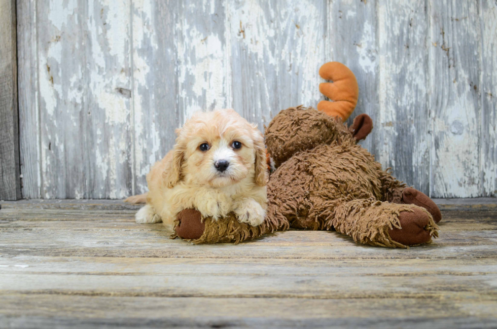 Little Cavalier Designer Puppy