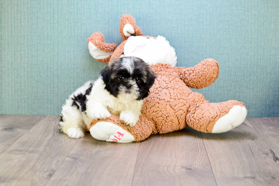 Teddy Bear Pup Being Cute