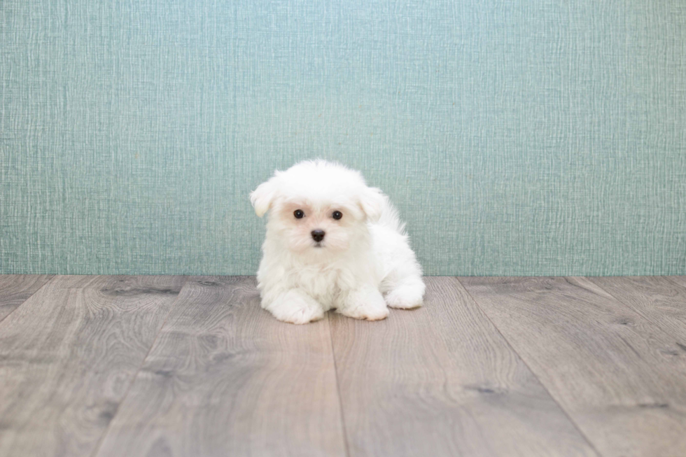 Maltese Pup Being Cute