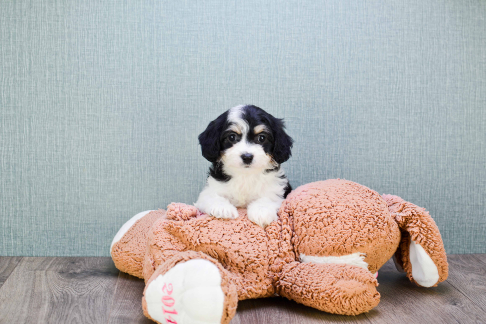 Energetic Cavalier Designer Puppy