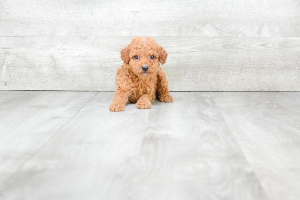 Akc Registered Poodle Baby