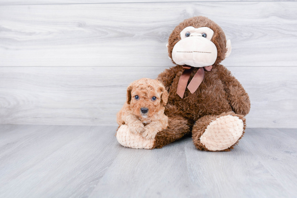 Adorable Cavoodle Poodle Mix Puppy