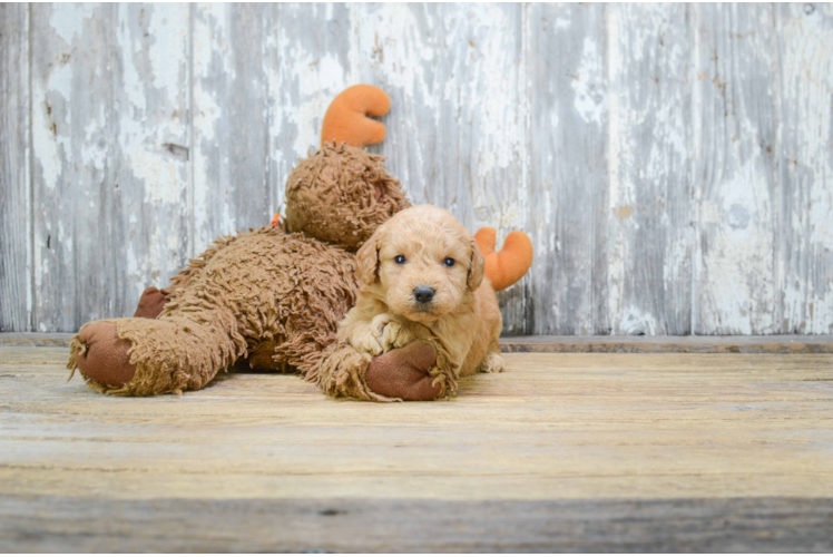 Friendly Mini Goldendoodle Baby