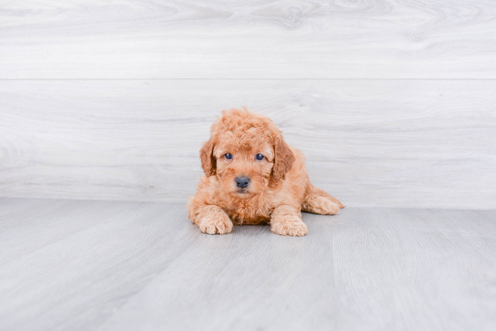 Best Mini Goldendoodle Baby