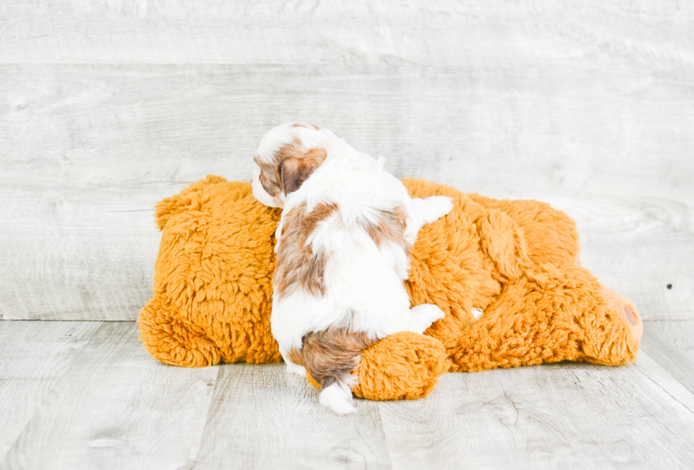 Teddy Bear Pup Being Cute