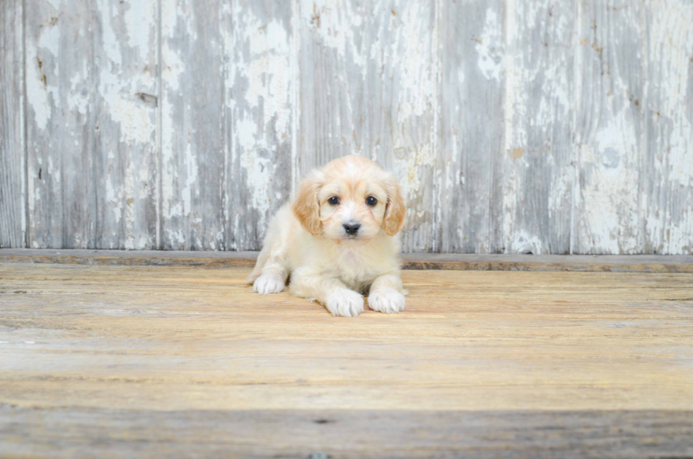 Playful Cavoodle Poodle Mix Puppy