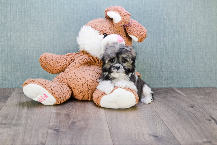 Adorable Havanese Purebred Puppy