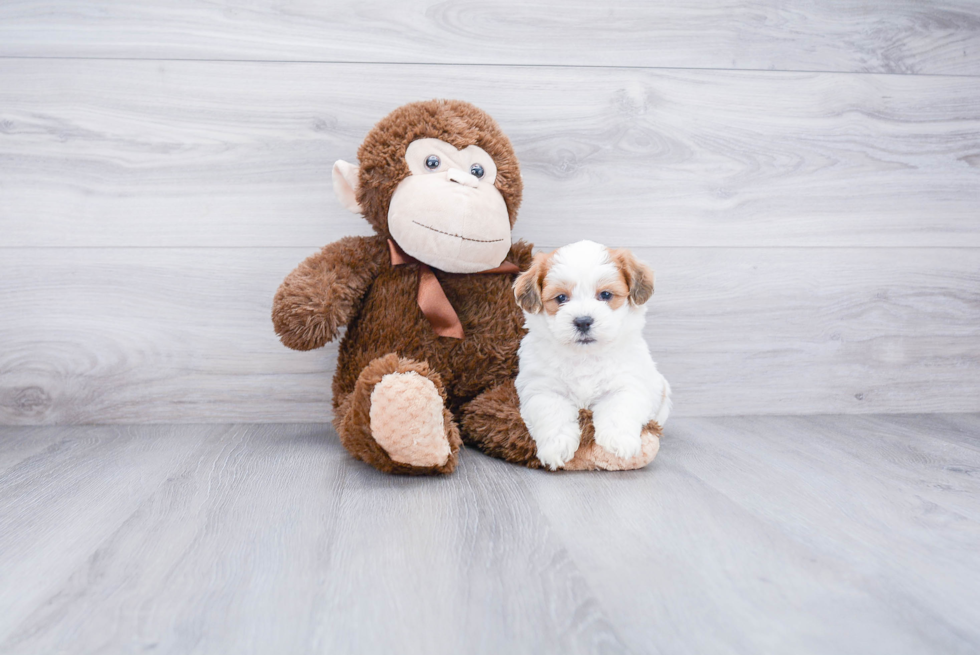Best Teddy Bear Baby