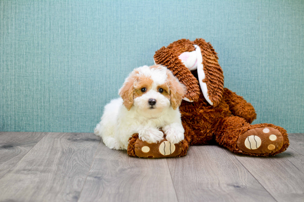 Hypoallergenic Cavoodle Poodle Mix Puppy