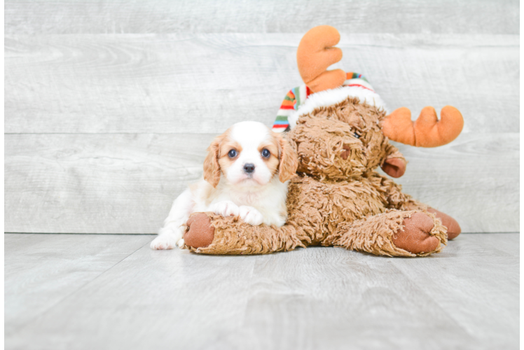 Cavalier King Charles Spaniel Pup Being Cute