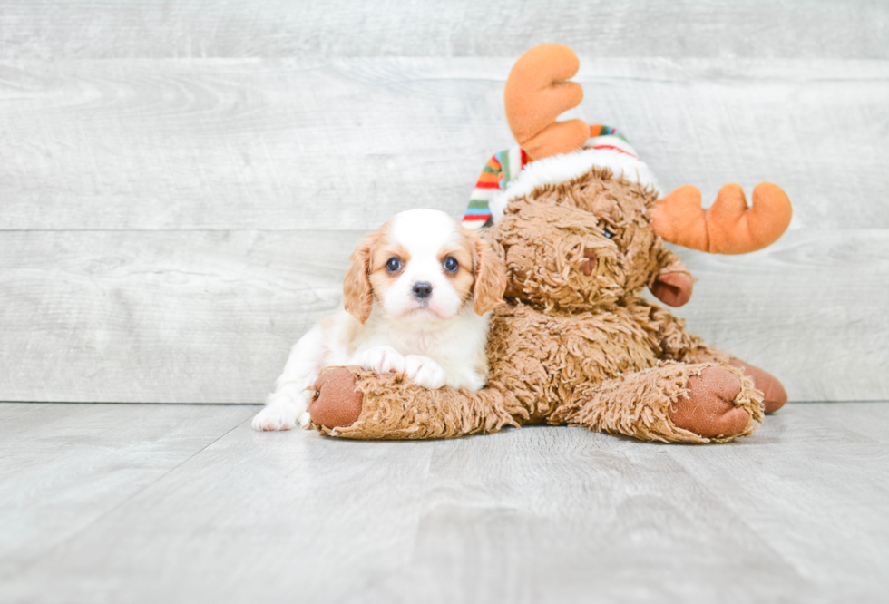 Cavalier King Charles Spaniel Pup Being Cute