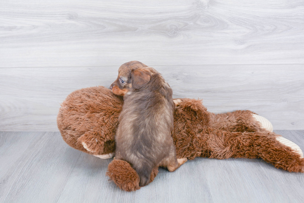 Sweet Mini Aussiedoodle Baby