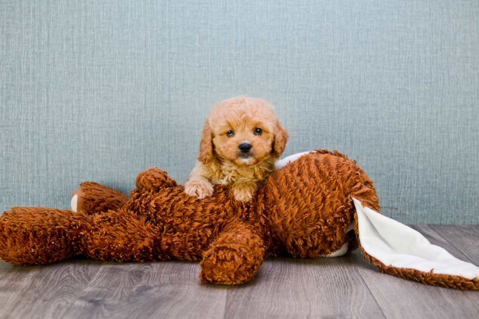 Best Cavapoo Baby