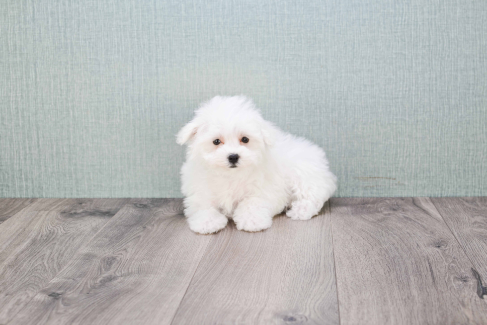 Playful Maltese Poodle Poodle Mix Puppy